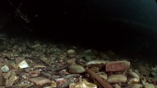 Peixe de truta subaquático em fluxo de água do rio Lena na Sibéria da Rússia . — Vídeo de Stock