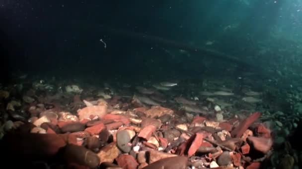 Escuela de peces de trucha bajo el agua del río Lena en Siberia de Rusia . — Vídeo de stock