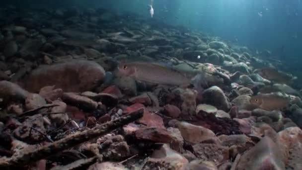 Pesca de truchas bajo el agua en arroyo de agua del río Lena en Siberia de Rusia . — Vídeos de Stock