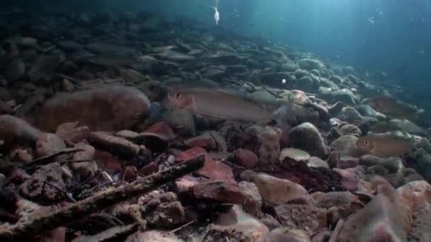 Forel vissen onderwater in de stroom van water van de rivier van de Lena in Siberië van Rusland. — Stockvideo