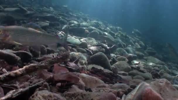 El pez trucha bajo el agua en el chorro del agua del río Lena en Siberia de Rusia . — Vídeos de Stock