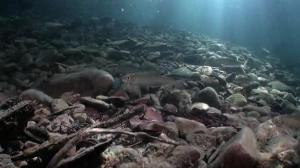 Pisztráng hal víz alatti vízsugár Lena folyó-Szibéria, Oroszország. — Stock videók