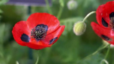 İnanılmaz güzel gelincik çiçekleri