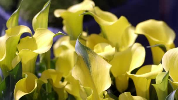 Increíblemente hermoso amarillo Calla lirios en un jardín. — Vídeos de Stock