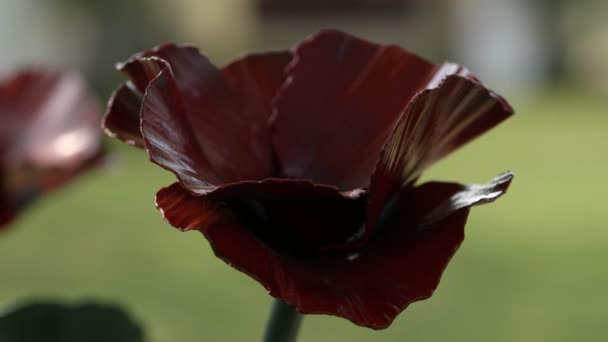 Neuvěřitelně krásné železo mák květiny — Stock video