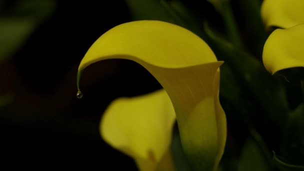 Ongelooflijk mooie gele Calla lelies in een tuin. — Stockvideo