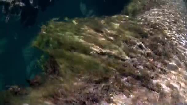 Albero subacqueo in luce del sole in acqua del fiume Lena in Siberia di Russia. — Video Stock
