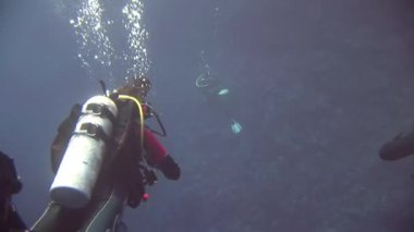 Arka plandaki dalgıç Kızıl Deniz 'deki balık sualtı manzarası okulu.