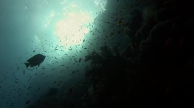 Arka plandaki balık sürüsü Kızıldeniz 'deki balık sualtı manzarası okulu.