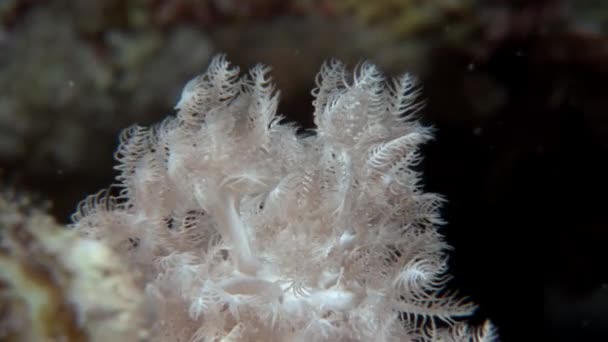 Karang lembut pada latar belakang dasar laut bawah air di Laut Merah. — Stok Video