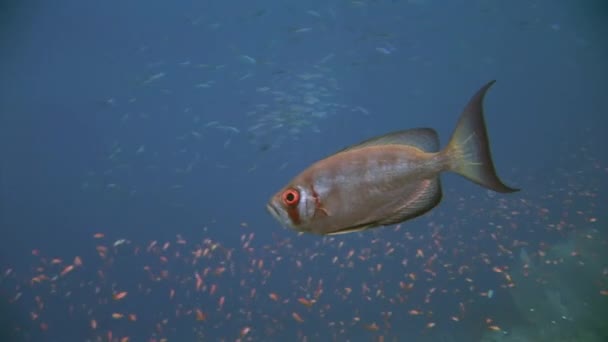 Escola de peixes no fundo Escola de peixes paisagem subaquática no Mar Vermelho. — Vídeo de Stock