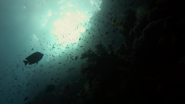 School van vissen op de achtergrond School van vissen onderwater landschap in de Rode Zee. — Stockvideo