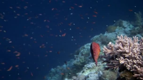 Escuela de peces en el fondo Escuela de peces paisaje submarino en el Mar Rojo. — Vídeos de Stock