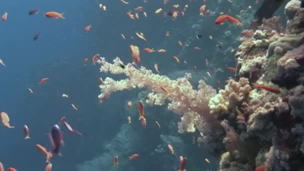 Escuela de peces en el fondo Escuela de peces paisaje submarino en el Mar Rojo. — Vídeos de Stock