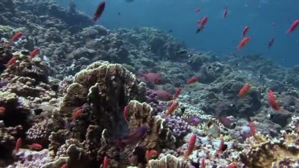 Escuela de peces en el fondo Escuela de peces paisaje submarino en el Mar Rojo. — Vídeos de Stock