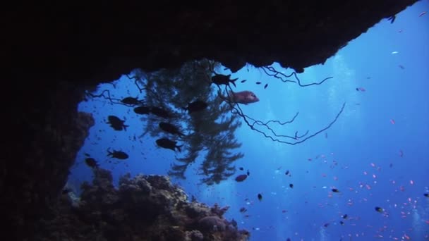 魚の群れを背景に｜紅海の水中風景学. — ストック動画