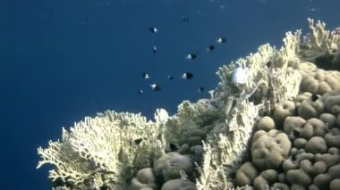 Arka plandaki balık sürüsü Kızıldeniz 'deki balık sualtı manzarası okulu.