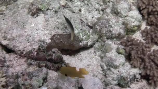 Escuela de peces en el fondo Escuela de peces paisaje submarino en el Mar Rojo. — Vídeos de Stock