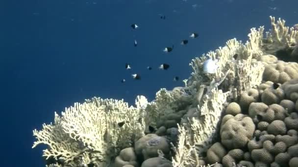 Scuola di pesce sullo sfondo Scuola di pesce paesaggio subacqueo nel Mar Rosso. — Video Stock