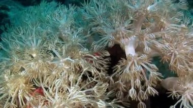 Kızıl Deniz 'de arka plandaki yumuşak mercan deniz dibinde su altında.