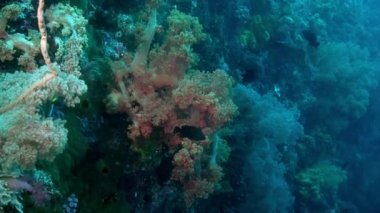 Kızıl Deniz 'de arka plandaki yumuşak mercan deniz dibinde su altında.