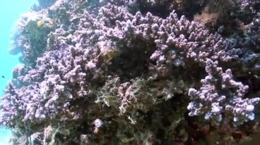 Filipin Denizi 'nin dibinde kırmızı ve pembe Gorgonaria mercanı..