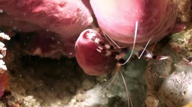 Filipin Denizi 'nin deniz tabanındaki mercan resifinde kırmızı ve beyaz çizgili karides temizleyicisi..