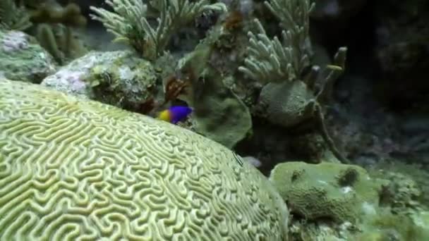 加勒比海水下珊瑚礁的海洋居民. — 图库视频影像