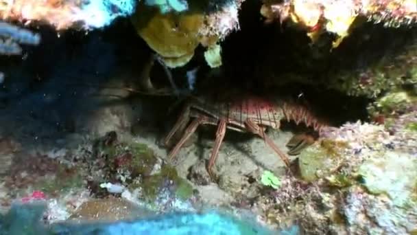 Les habitants marins du récif corallien dans la mer des Caraïbes sous-marine. — Video