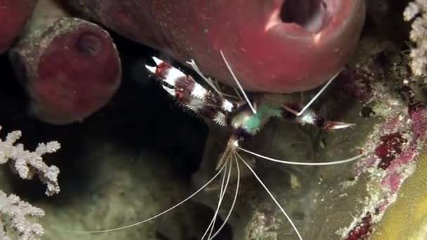 Röda och vita randiga räkor renare på korallrev på undervattensbotten av Filippinska havet. — Stockvideo