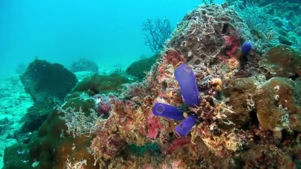 Röd och rosa Gorgonaria korall på havsbotten av Filippinska havet. — Stockvideo