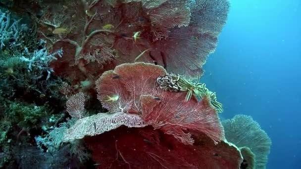Filipin Denizi 'nin dibinde kırmızı ve pembe Gorgonaria mercanı.. — Stok video