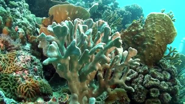 Červený a růžový korál Gorgonaria na mořském dně Filipínského moře. — Stock video