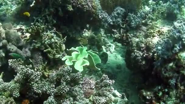 Red and pink Gorgonaria coral on seabed of Philippine Sea. — Stock Video