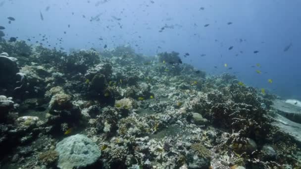 School of fish on background colorful corals underwater in sea of Banda Indonesia. — Stock Video