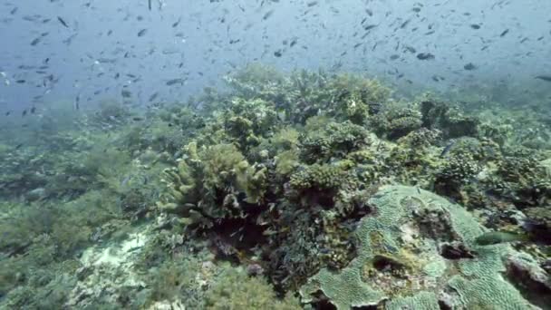 Taucher im Hintergrund Fischschule Unterwasserlandschaft im Meer. — Stockvideo