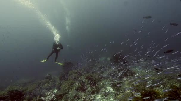 Diver on background School of fish underwater landscape in Red sea. — Stock Video
