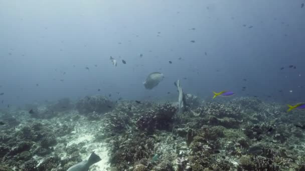 Mergulhador no fundo Escola de peixes paisagem subaquática no mar. — Vídeo de Stock