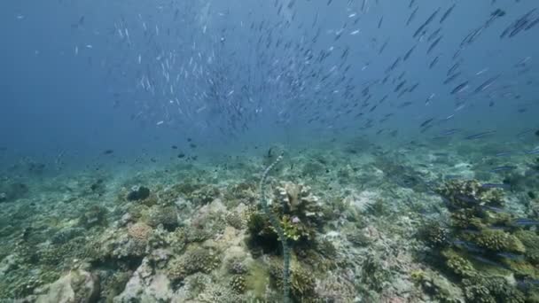 Mergulhador no fundo Escola de peixes paisagem subaquática no mar. — Vídeo de Stock