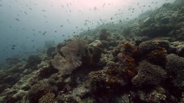 Duiker op de achtergrond School of fish underwater landscape in sea. — Stockvideo