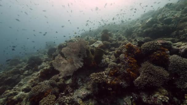 Buceador en el fondo Escuela de peces paisaje submarino en el mar. — Vídeos de Stock