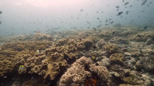 Buceador en el fondo Escuela de peces paisaje submarino en el mar. — Vídeo de stock