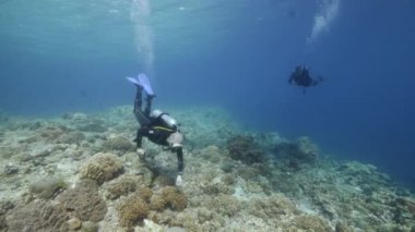 Arka plandaki dalgıç Kızıl Deniz 'deki balık sualtı manzarası okulu.