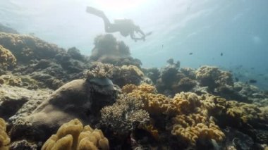 Arka plandaki dalgıç. Denizdeki balık sualtı manzarası okulu..