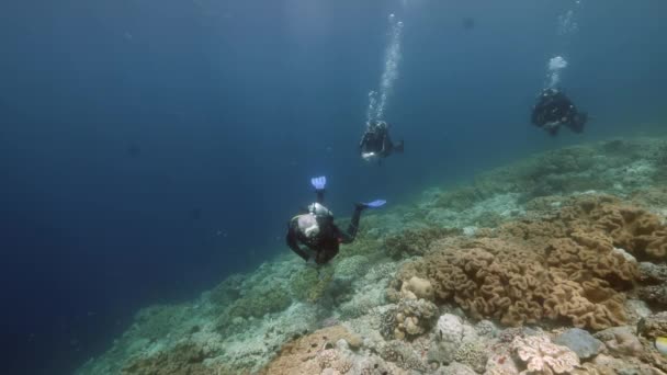 Búvár háttér Iskola halak víz alatti táj a Vörös-tenger. — Stock videók