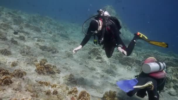 Mergulhador no fundo Escola de peixes paisagem subaquática no mar de Banda Indonésia.. — Vídeo de Stock