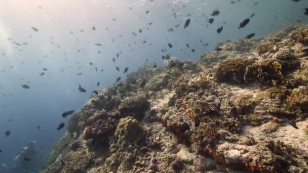 Diver on background Σχολή ψαριών υποβρύχιου τοπίου στη θάλασσα. — Αρχείο Βίντεο