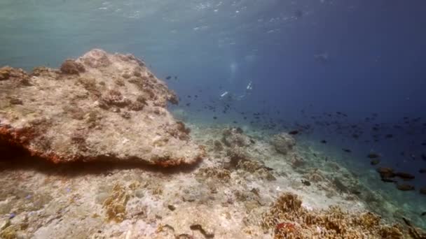 Диверс на фоні Школа рибного підводного пейзажу в морі . — стокове відео