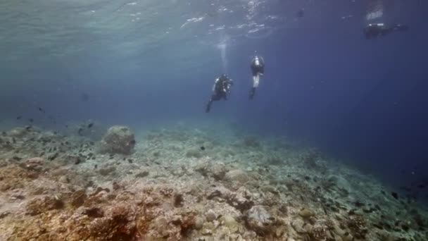 Dykare på bakgrund School of fish underwater landskap i havet i Banda Indonesien.. — Stockvideo
