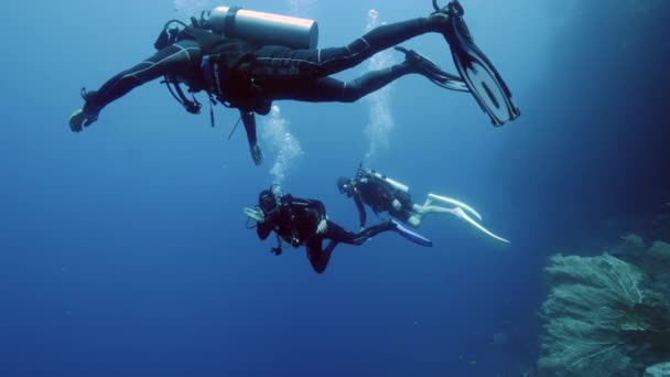 Duiker op de achtergrond School of fish underwater landscape in Red sea. — Stockvideo